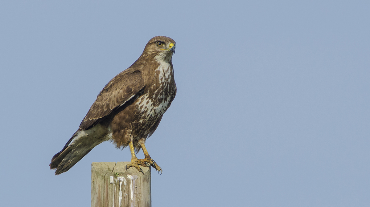 Buzzard