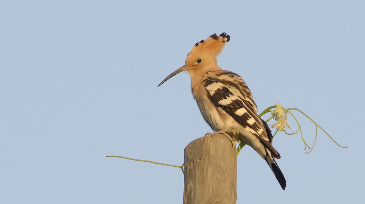 Hoopoe