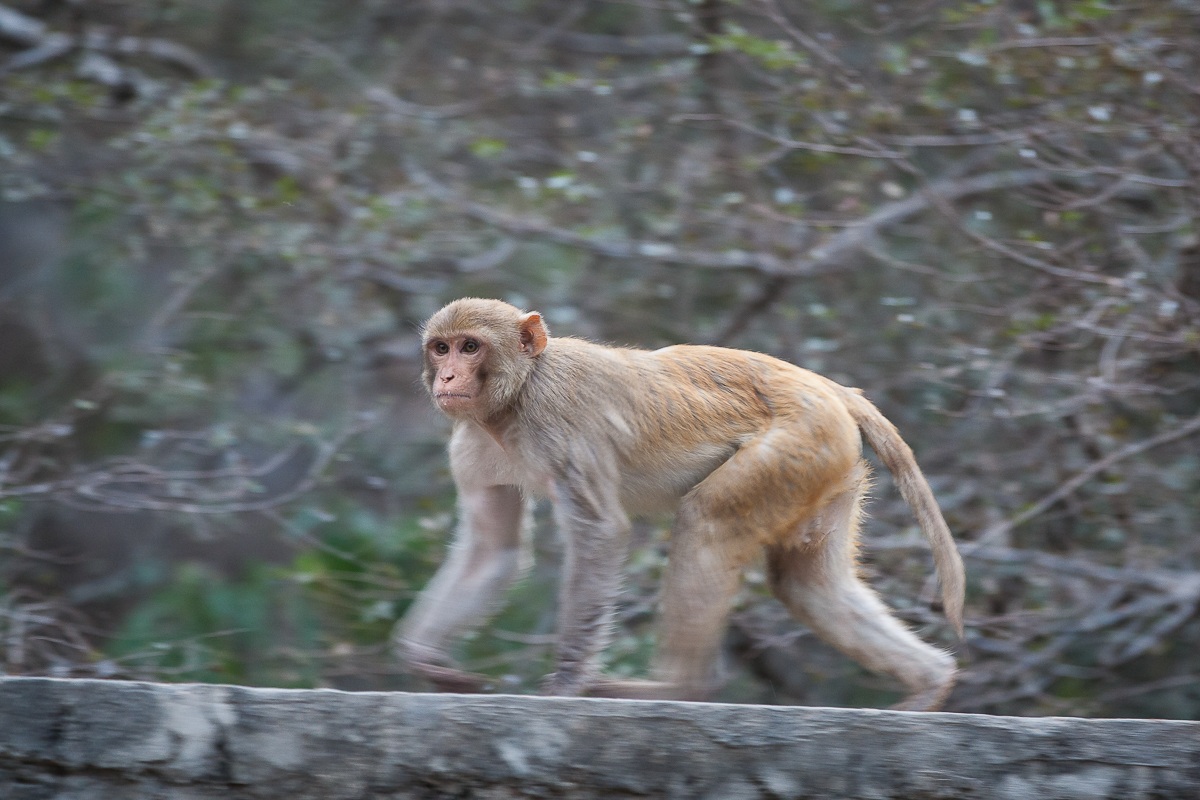 Panning of the Macaque