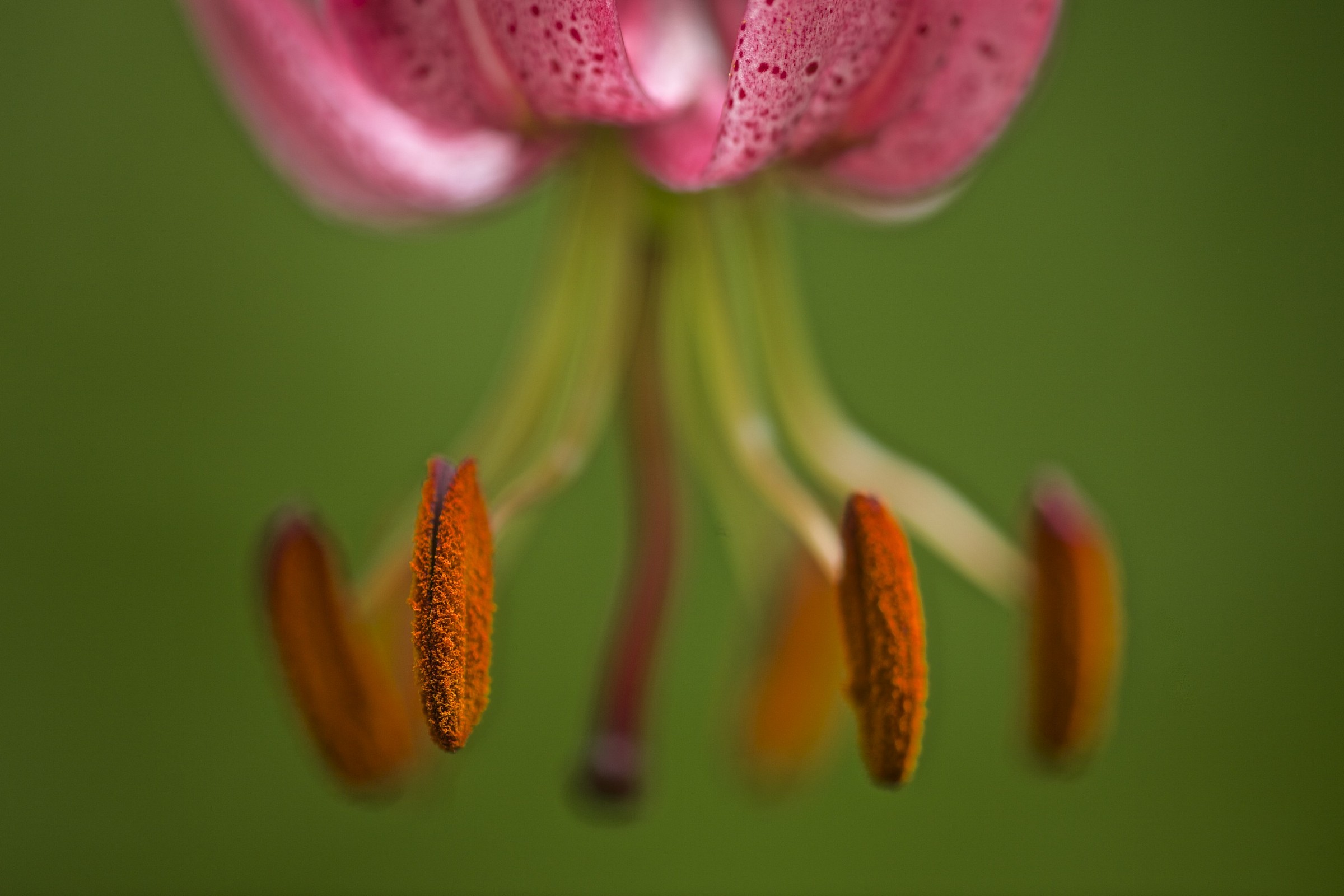 Lilium martagon