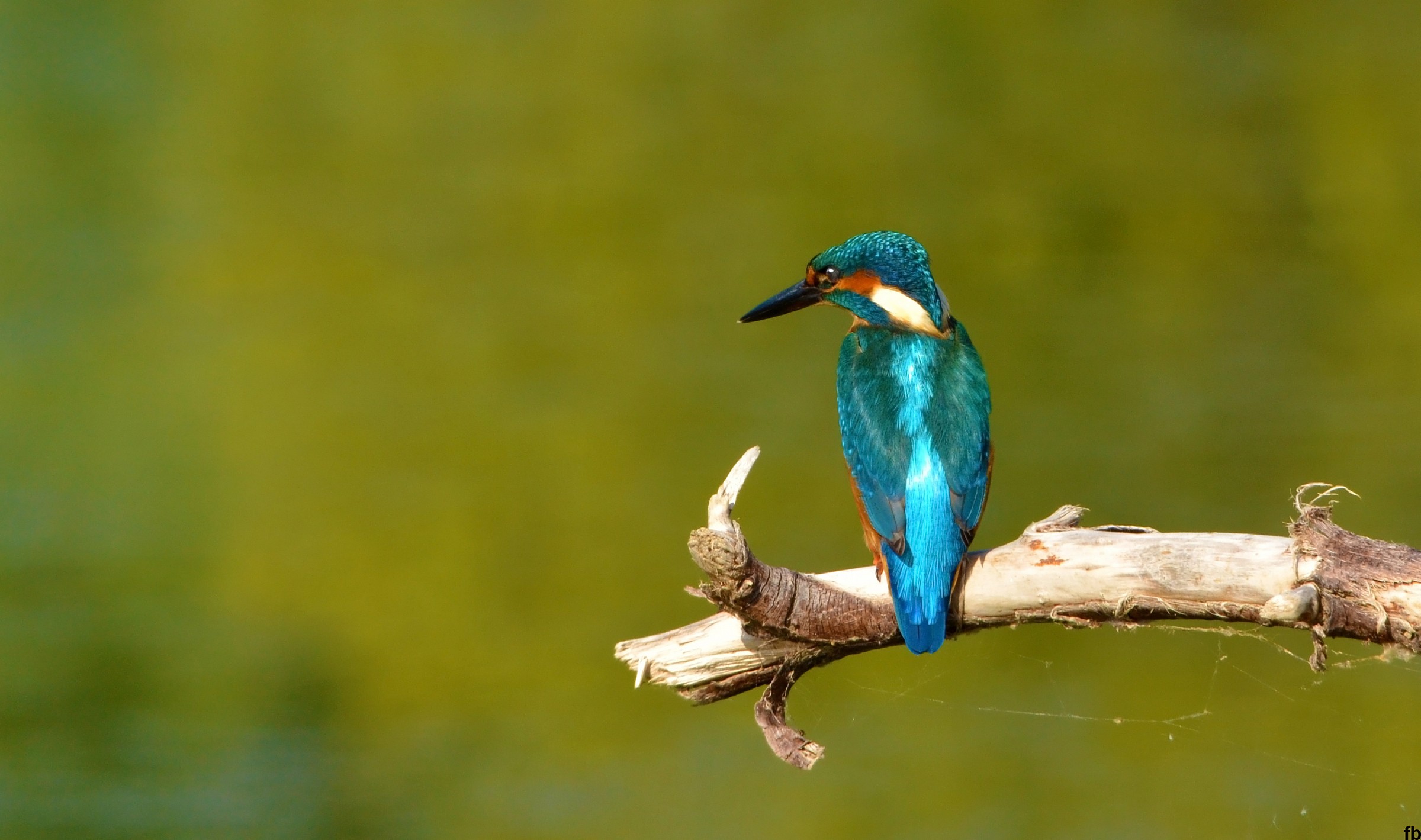 ti sto guardando pesciolino