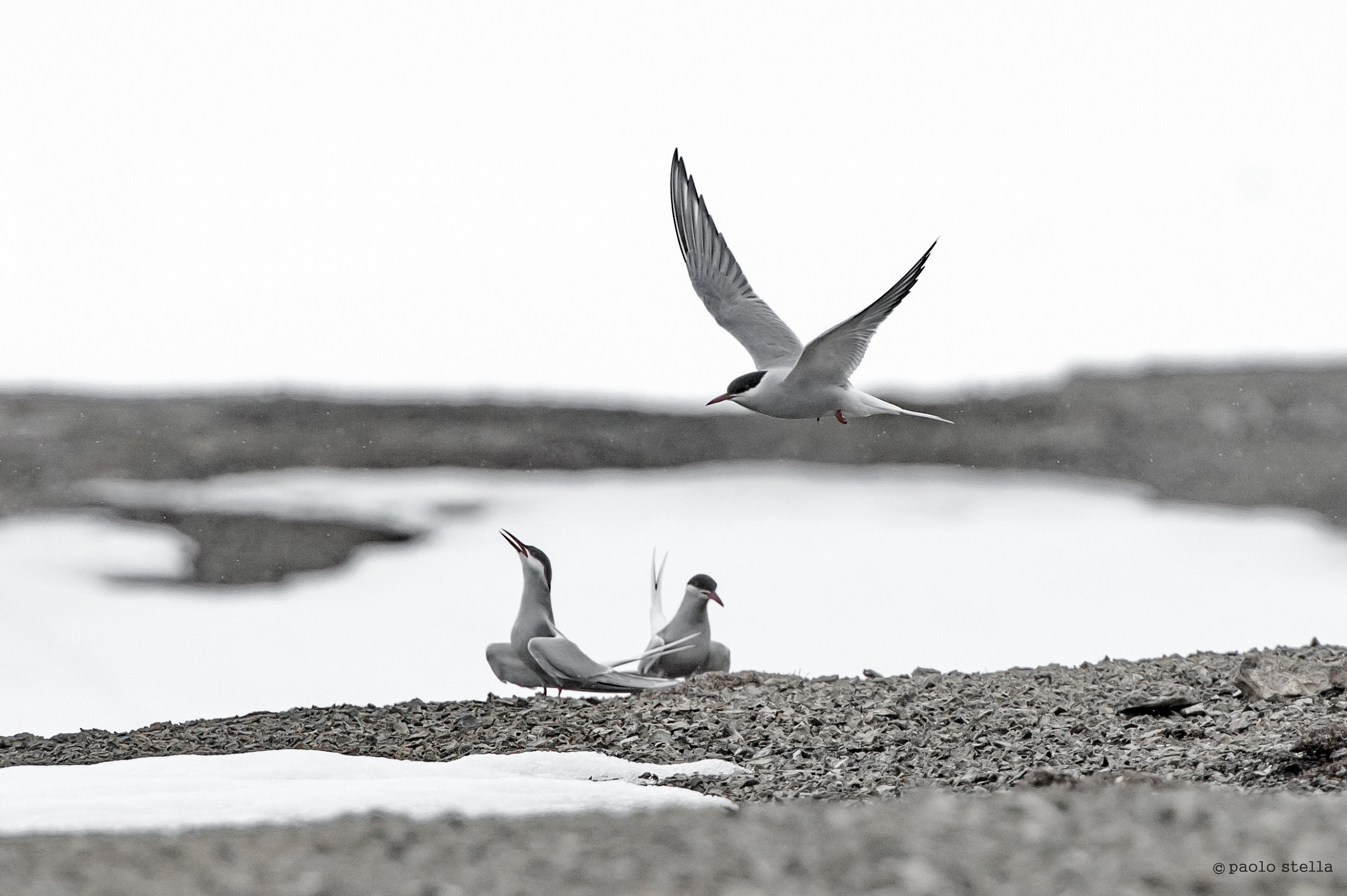 Arctic terns (Arctic Tern)