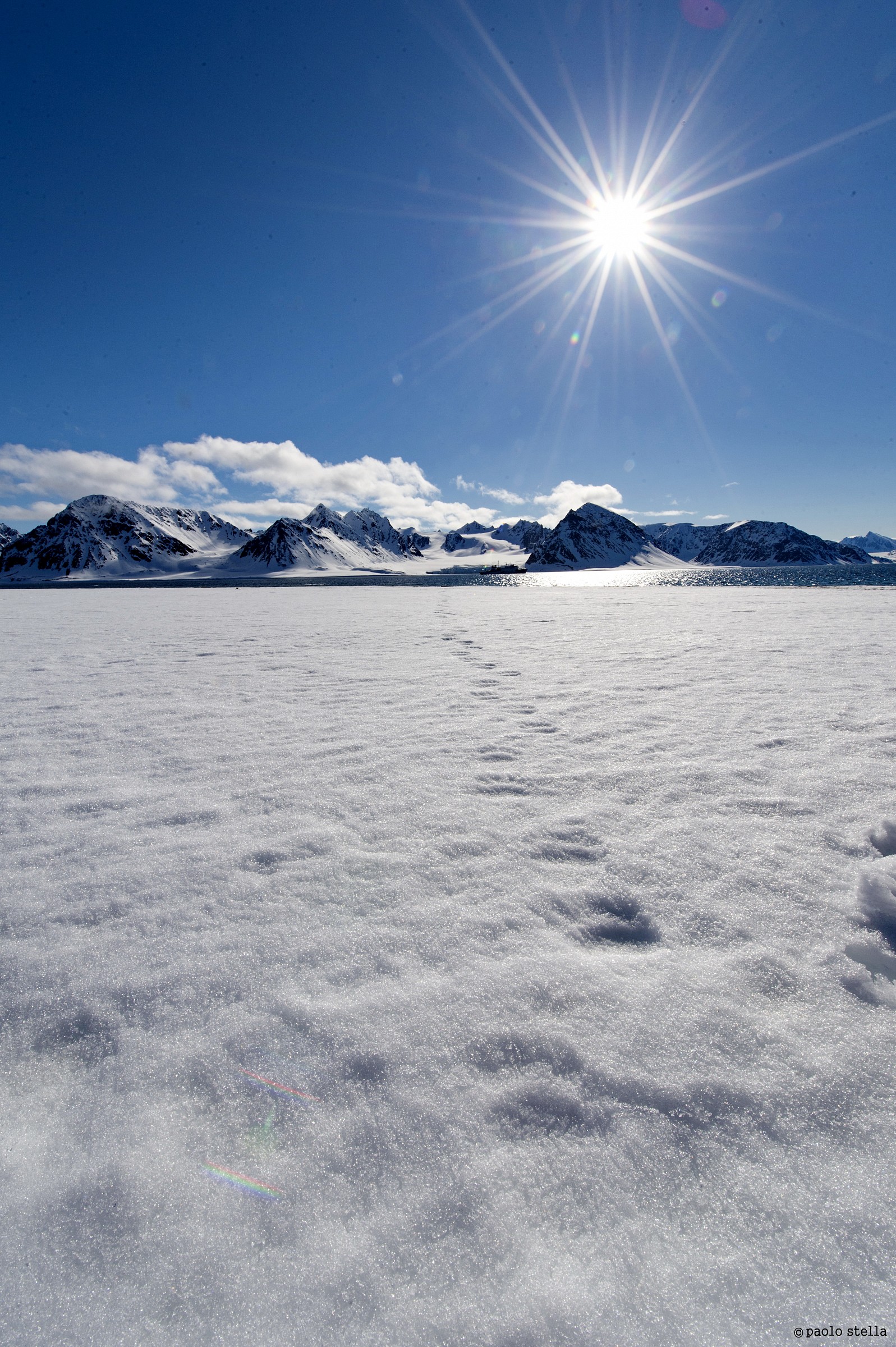 Polar Bear footprints