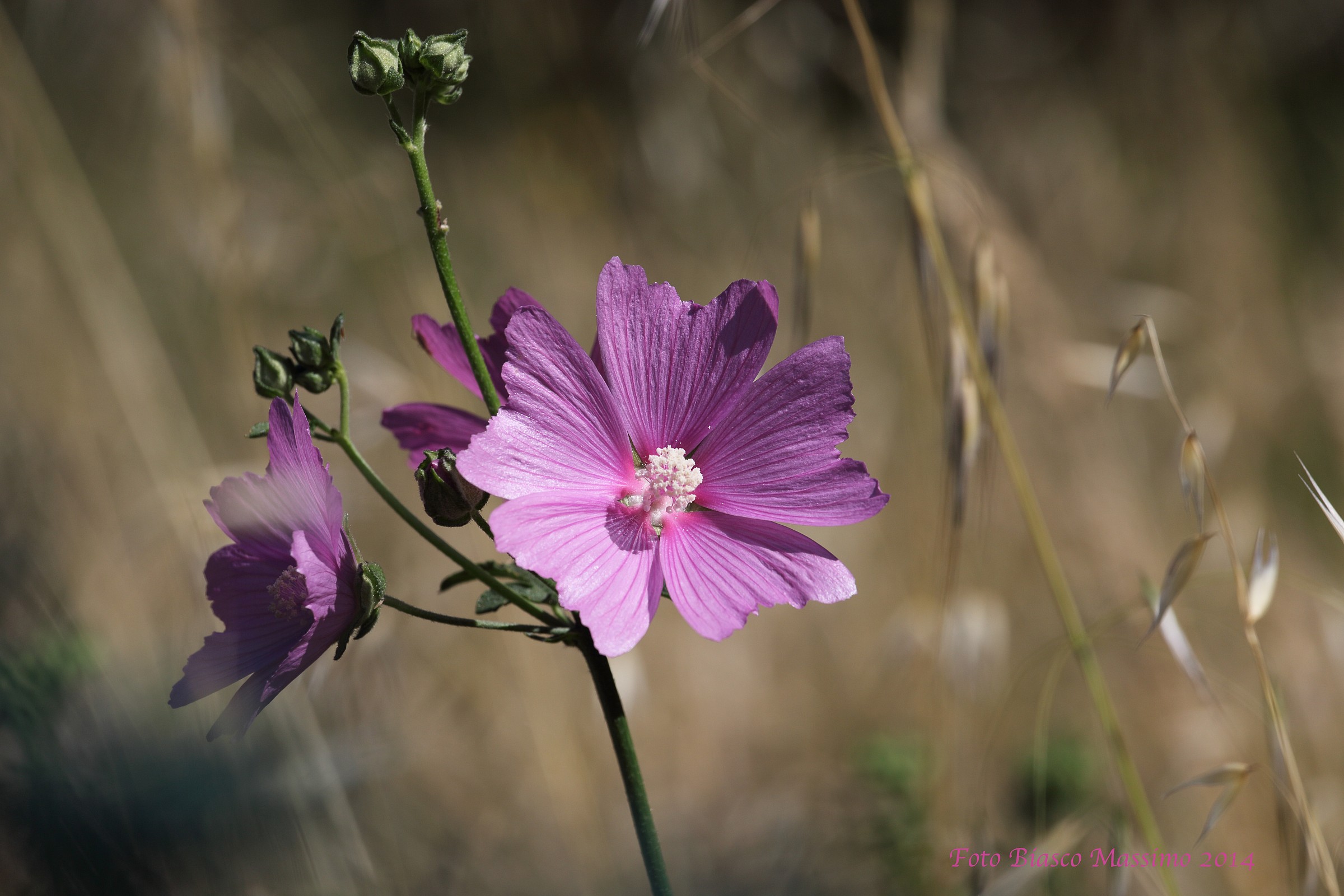 Flower Field