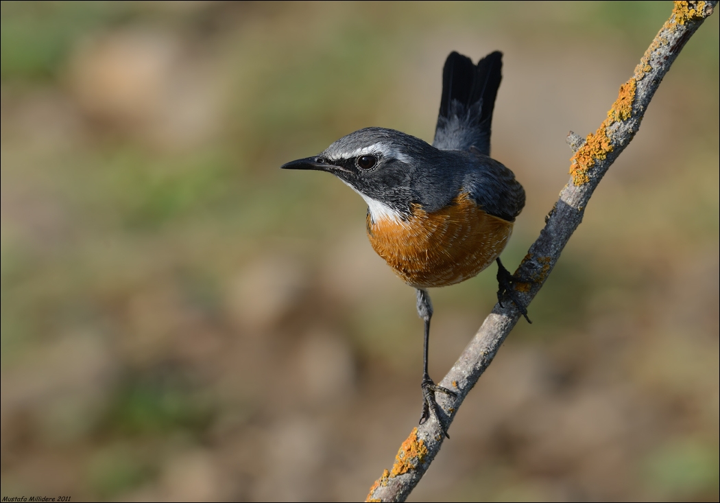 White-thorated Robin