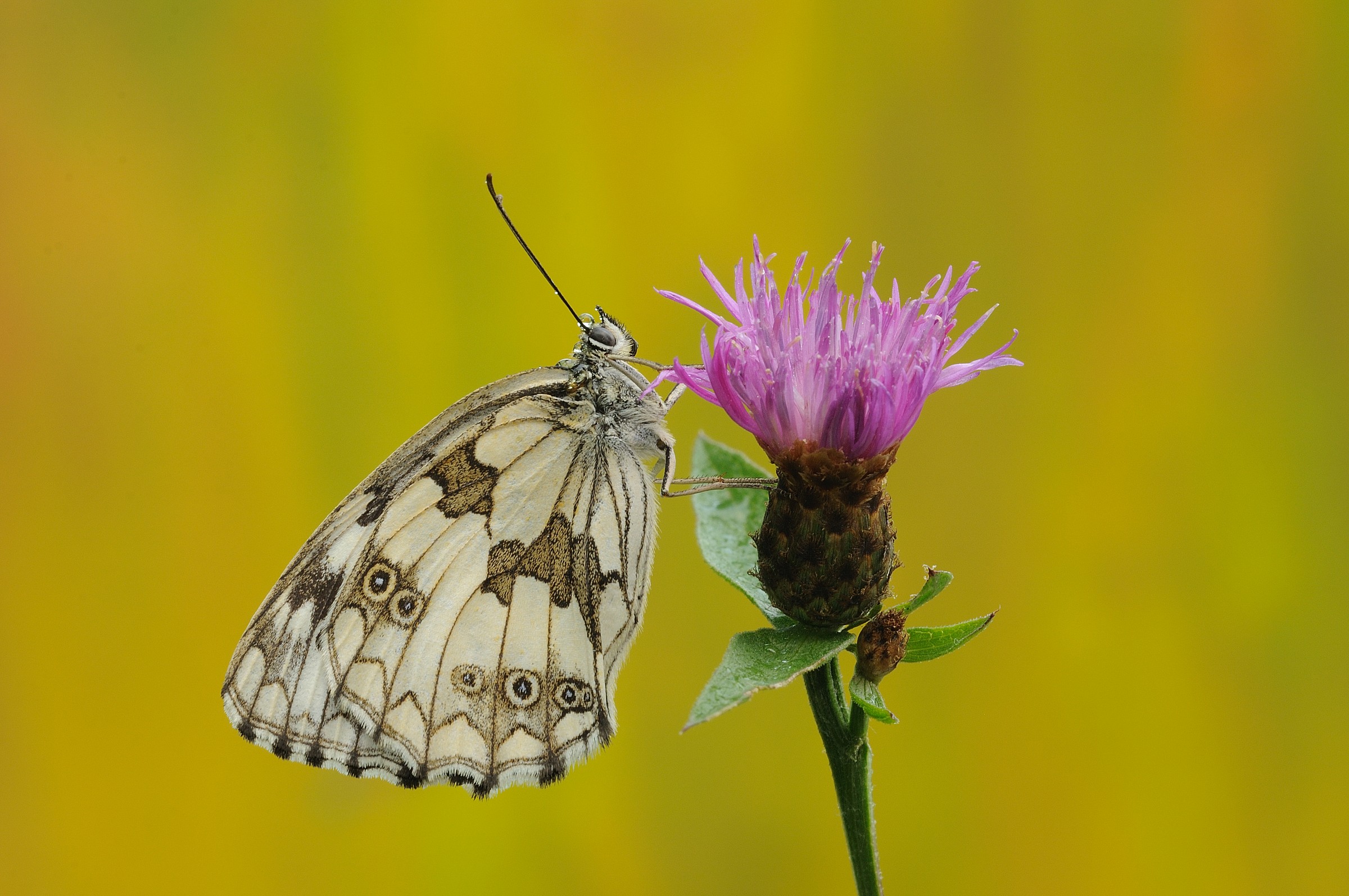 Melanargia galathea