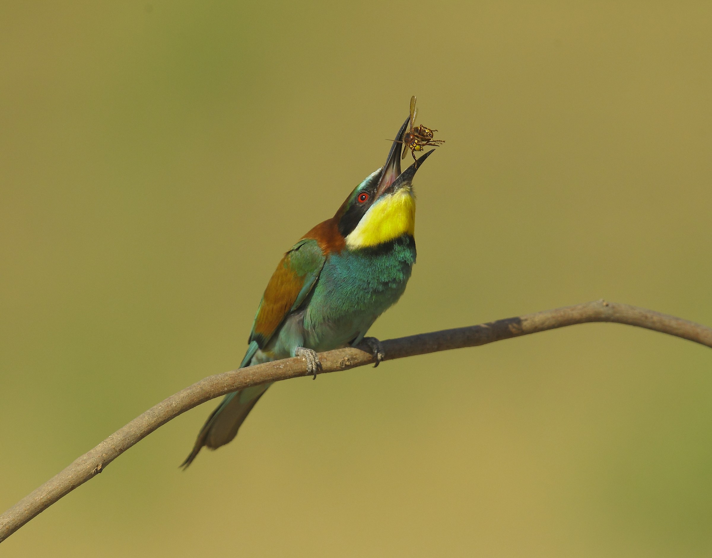 Bee-Eater