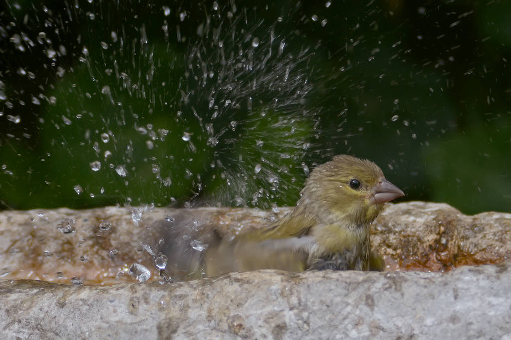 Bagnetto per il verdone