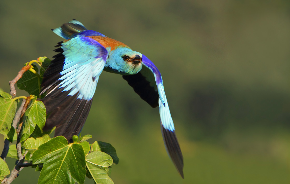 ghiandaia marina, lo stacco