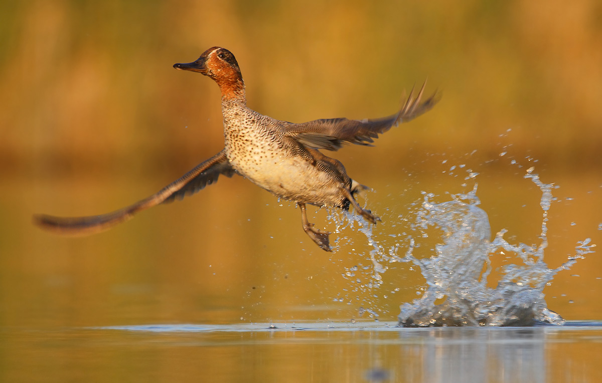Young Teal