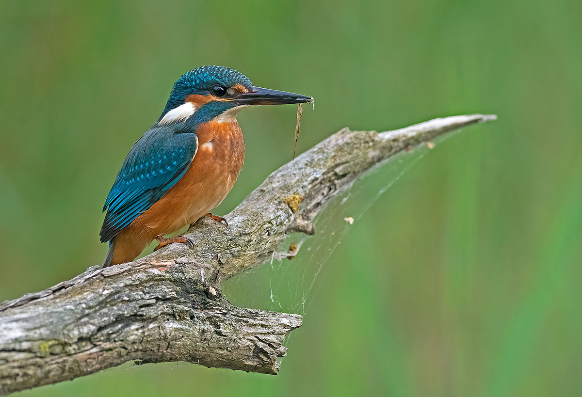 Kingfisher