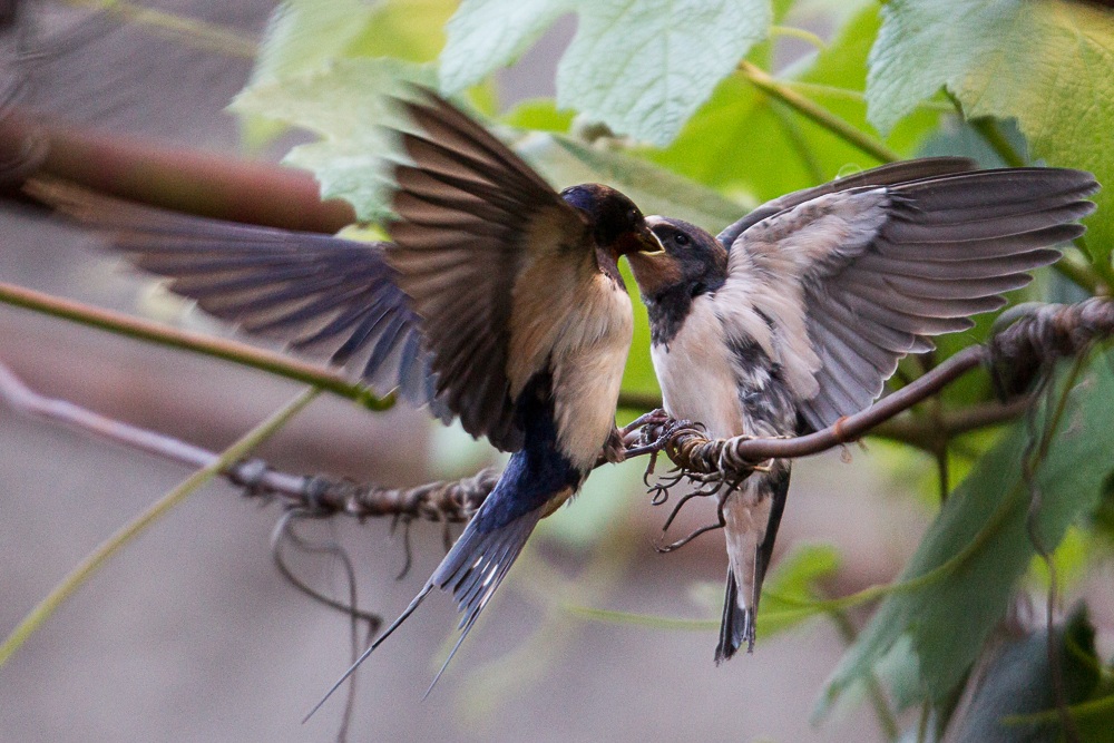 alimentazione fuori nido