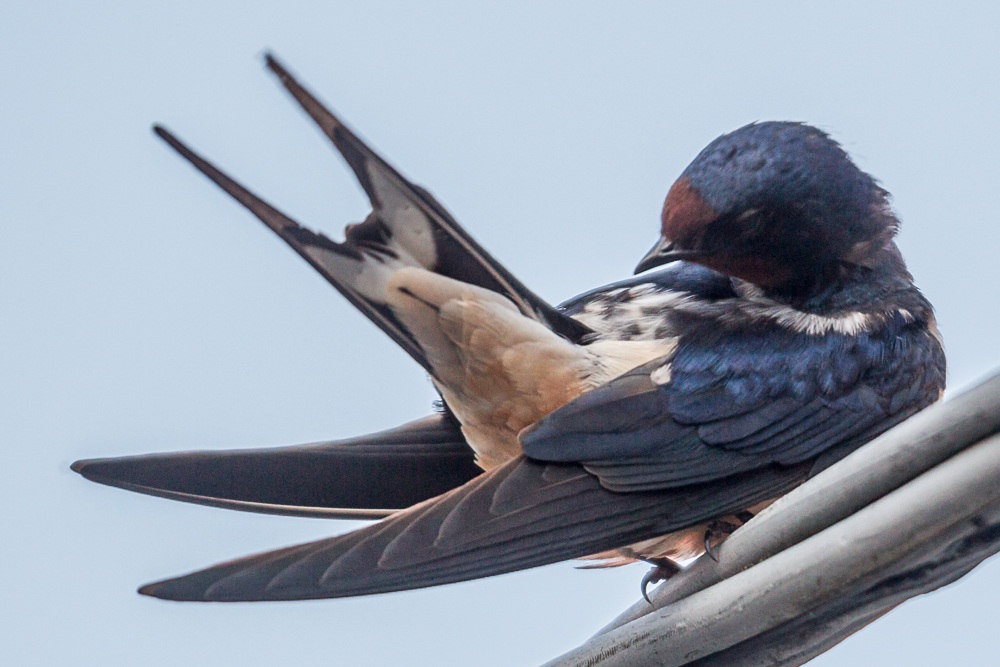 approffittarsi del posatoio