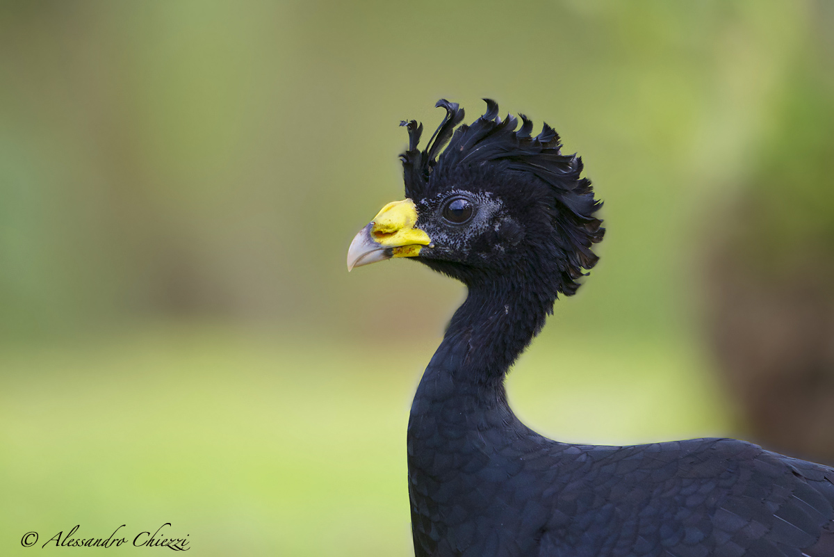 Curassow