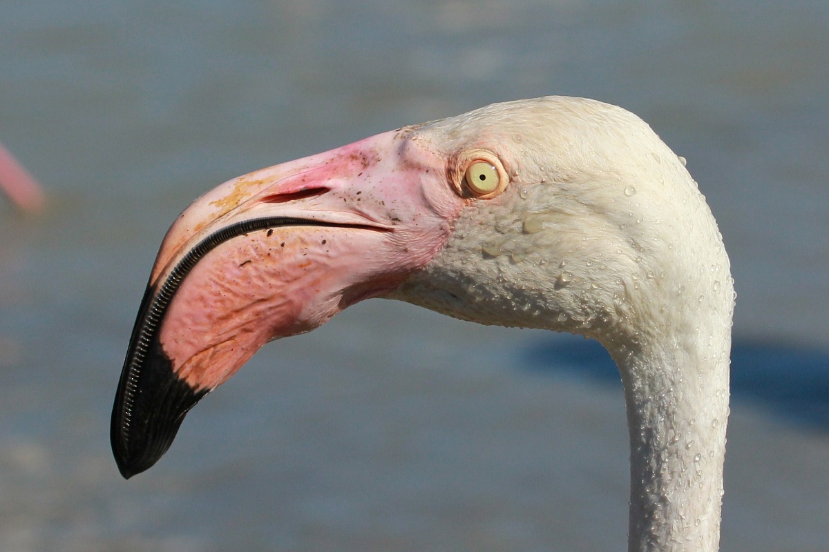 Phoenicopterus roseus