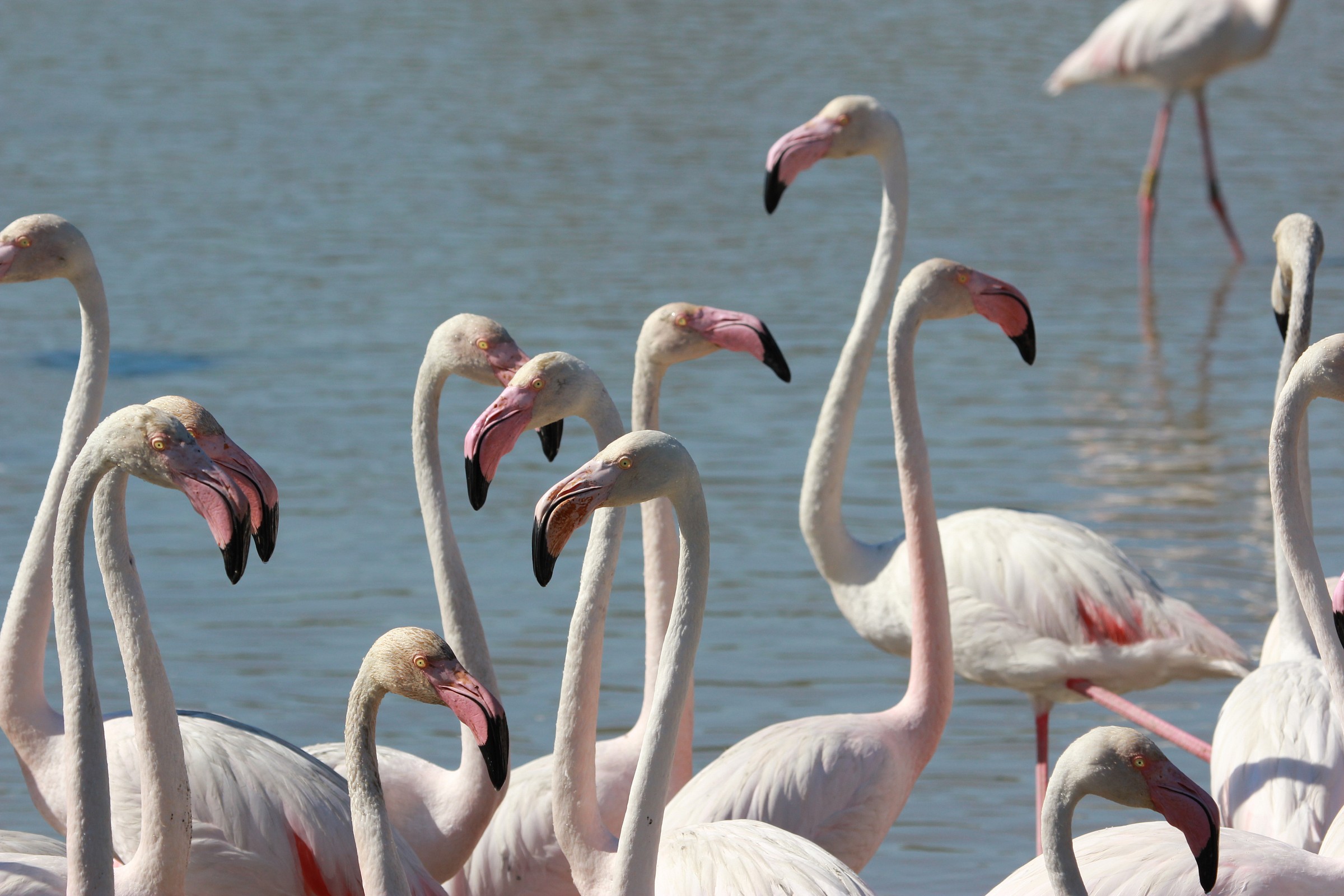 Phoenicopterus roseus