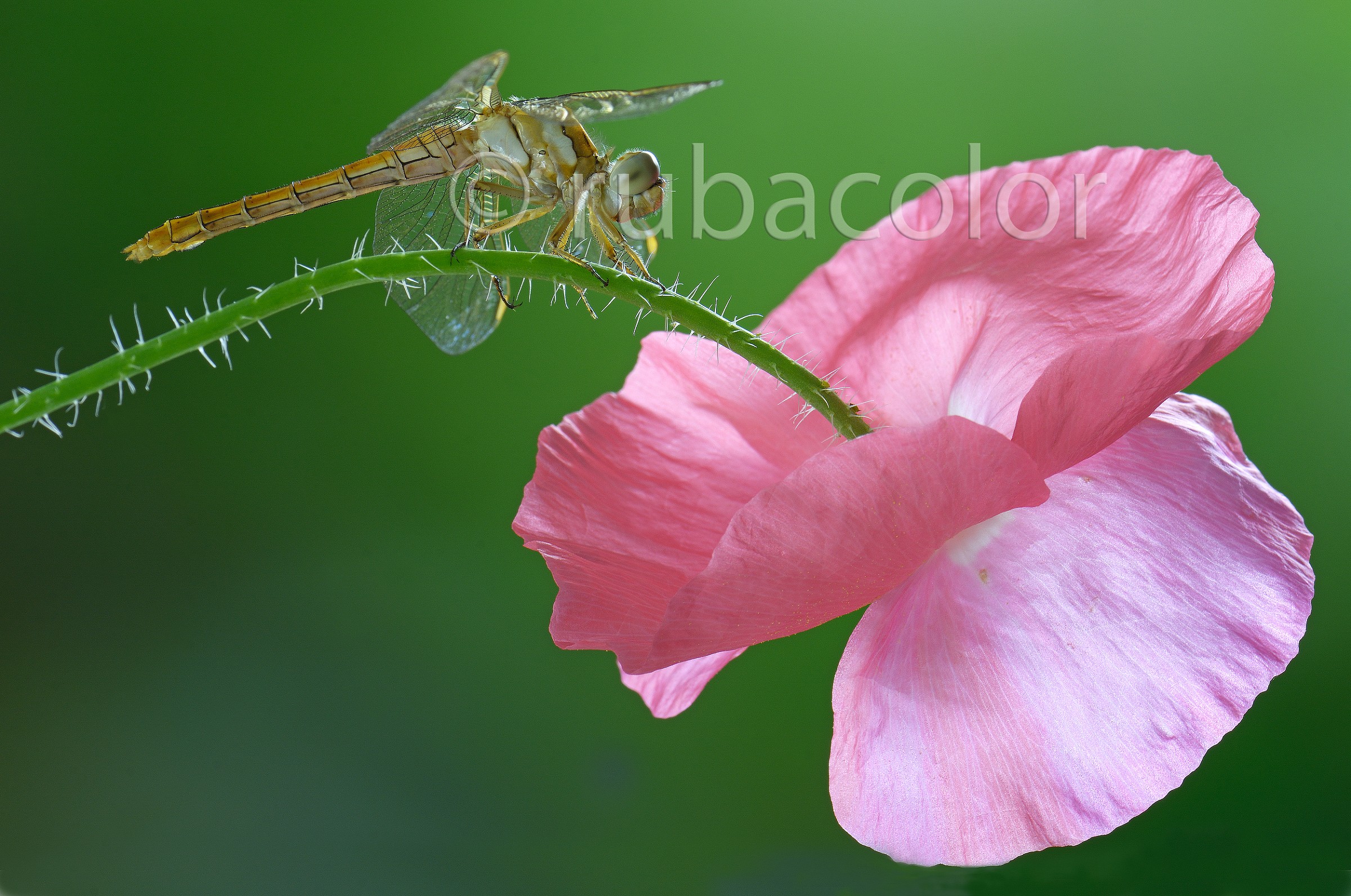Il colore del controluce