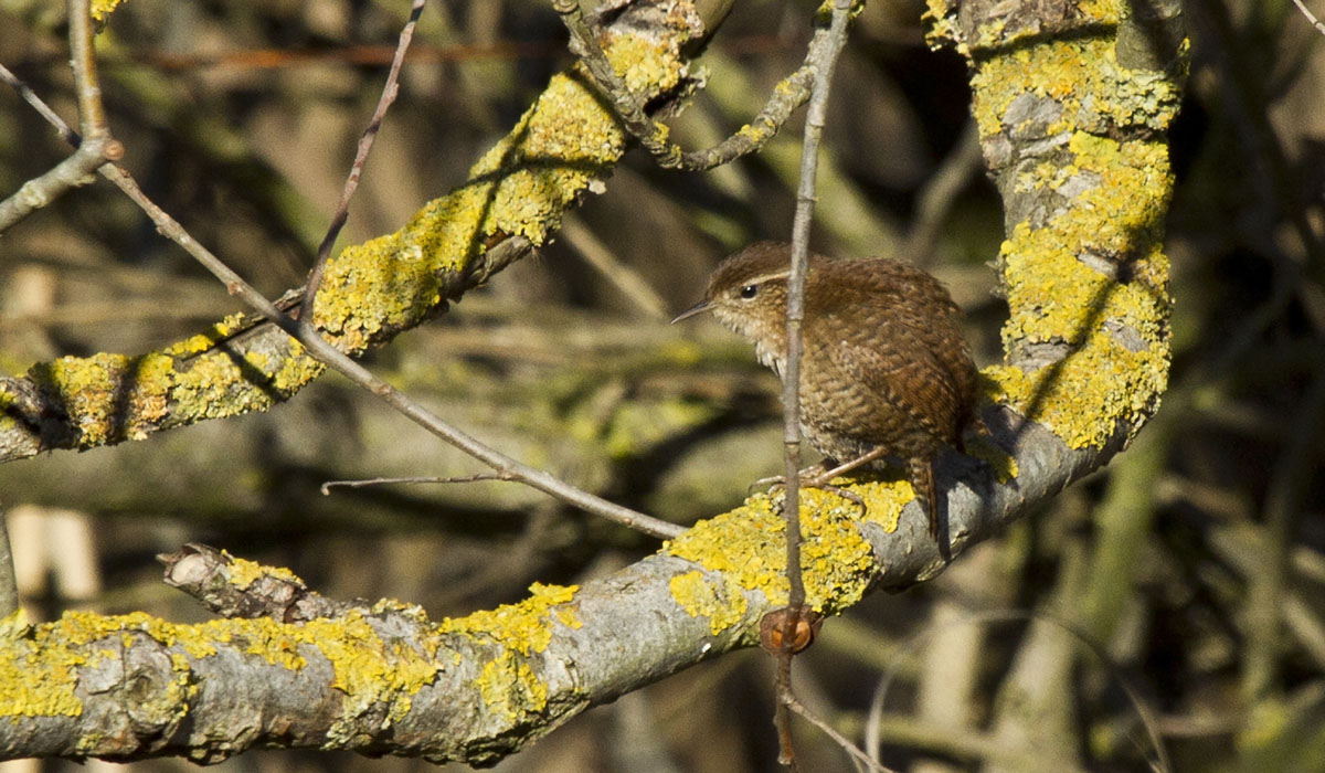 Wren