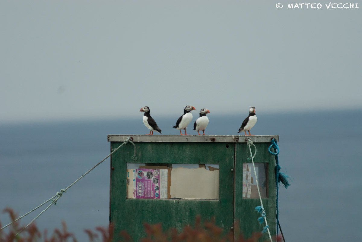 Puffins! (Scotland)
