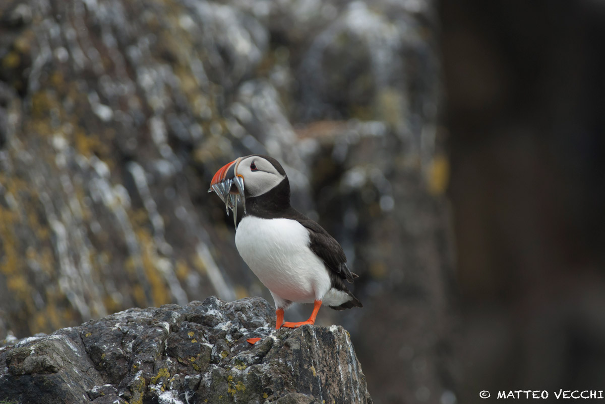Buon Appetito! (scozia)