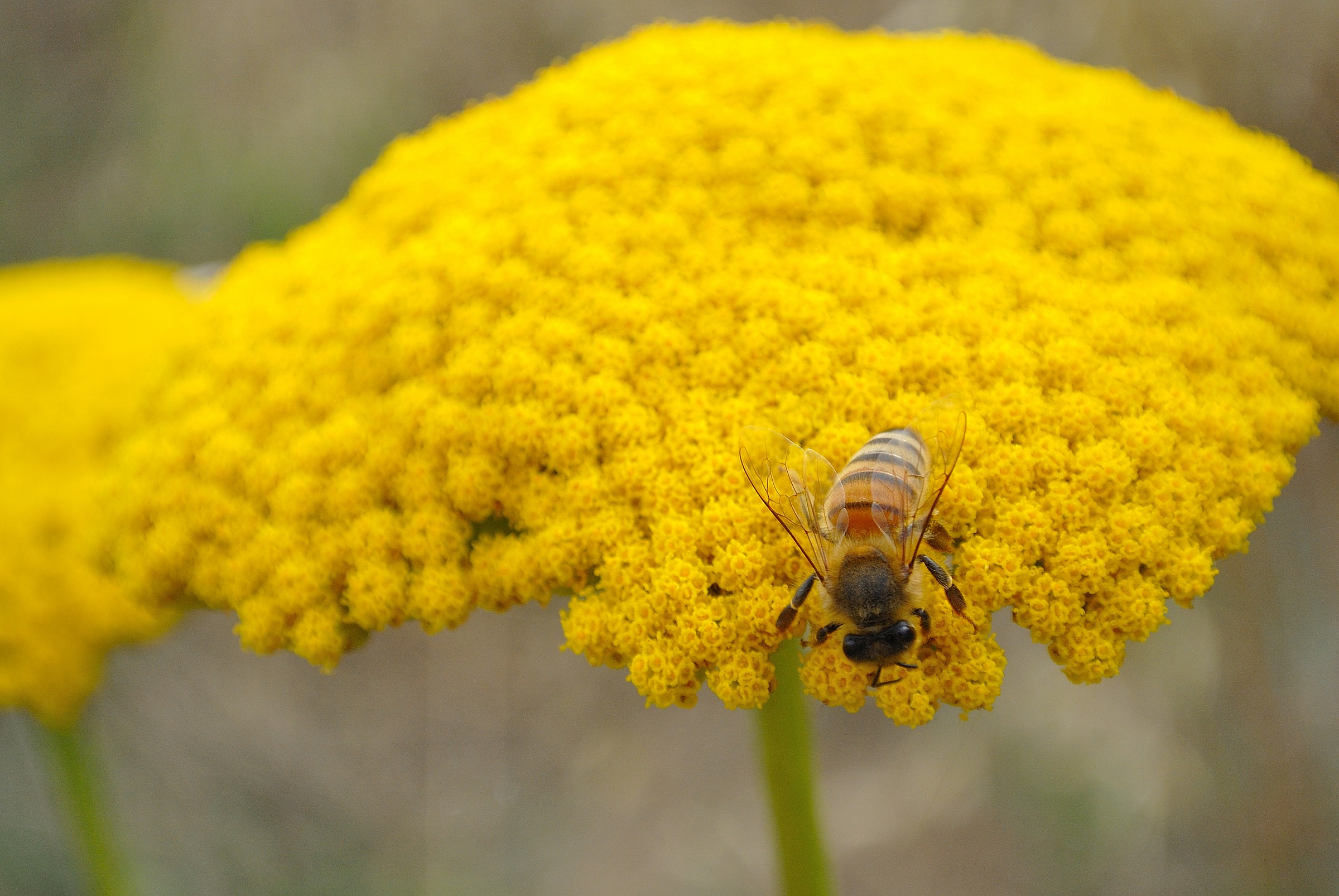 Ombrelloni gialli II