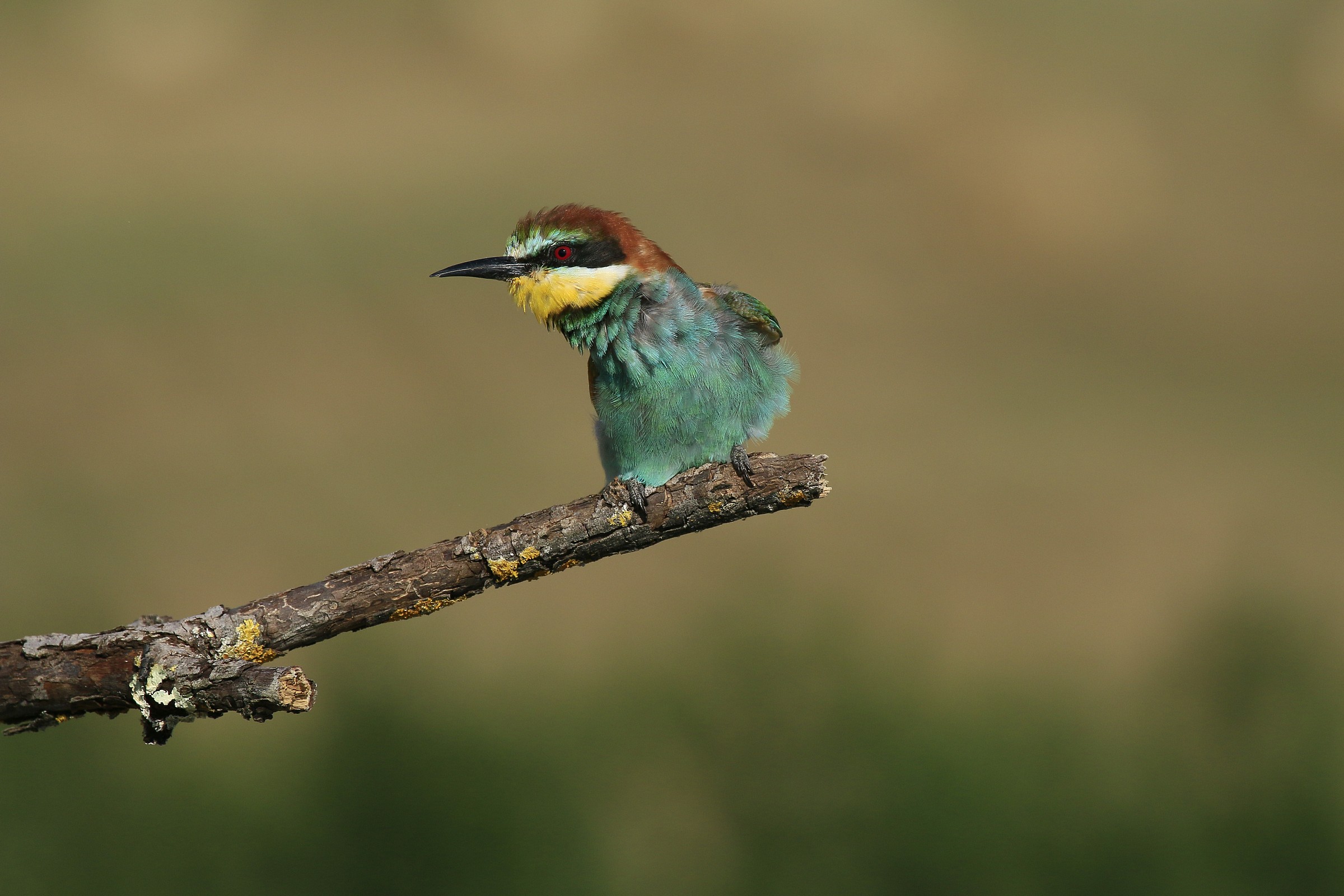 Bee-eaters, 2014; classic photo