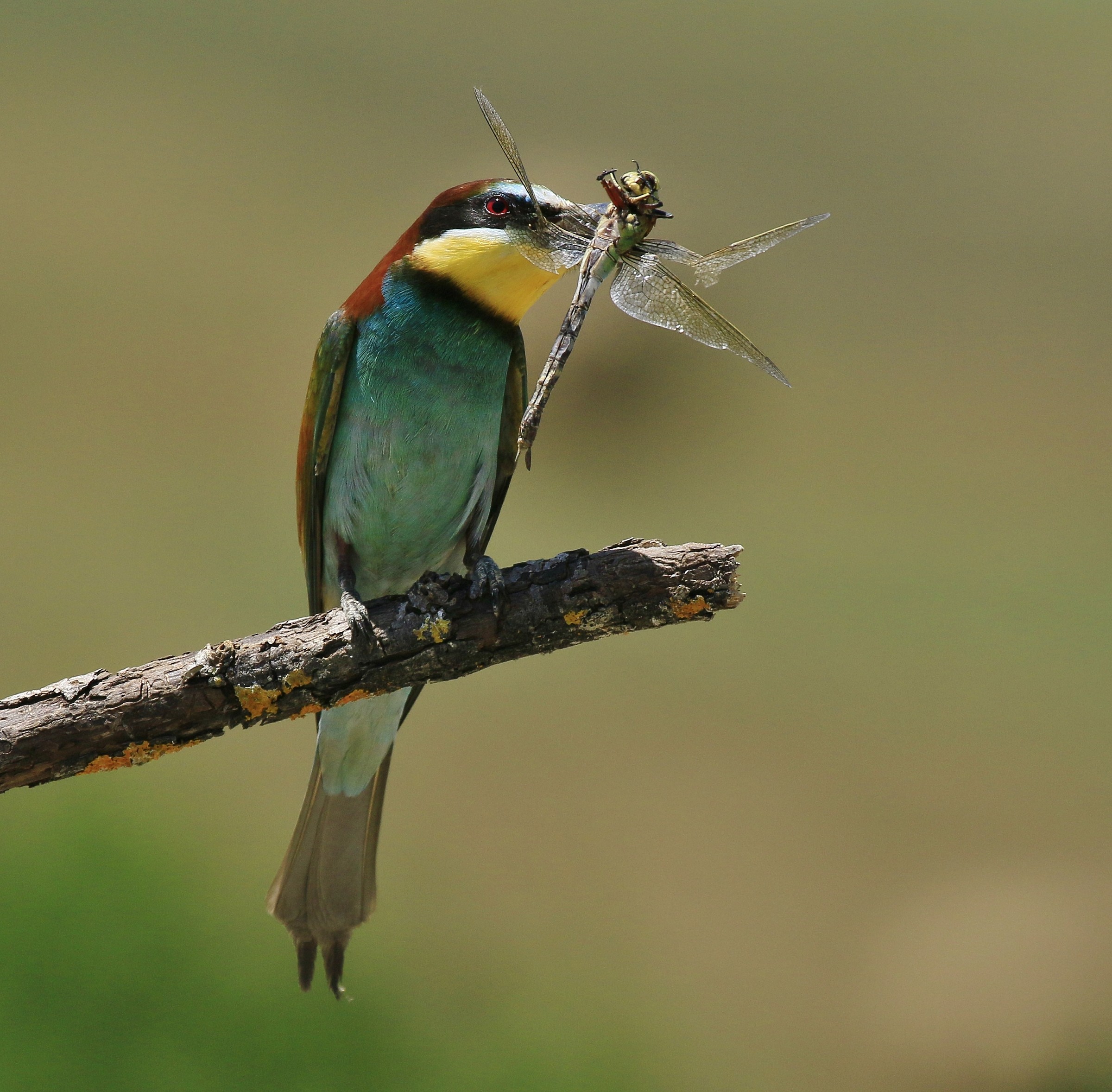 bee-eaters 2014: Dragonfly with prey