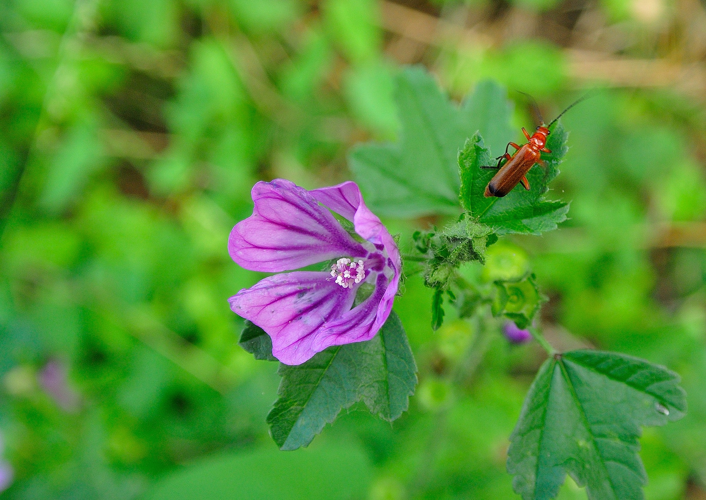 Flower and insect ...