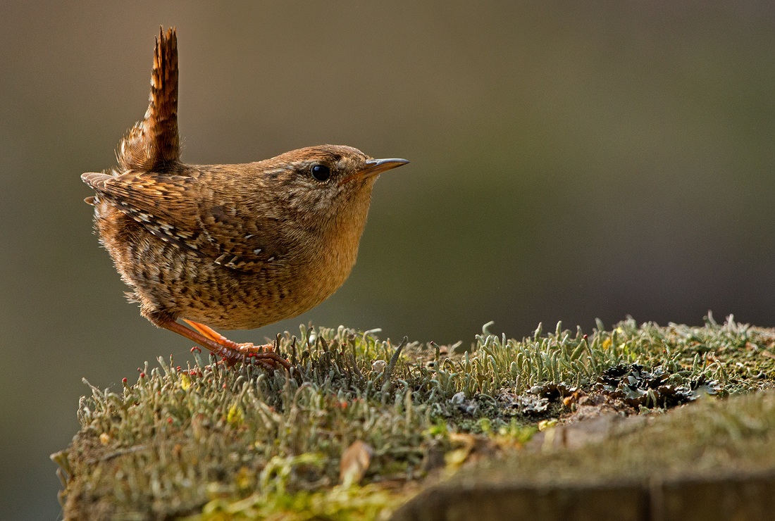Winter Wren