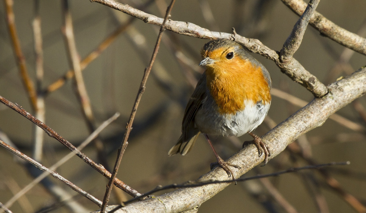 A robin