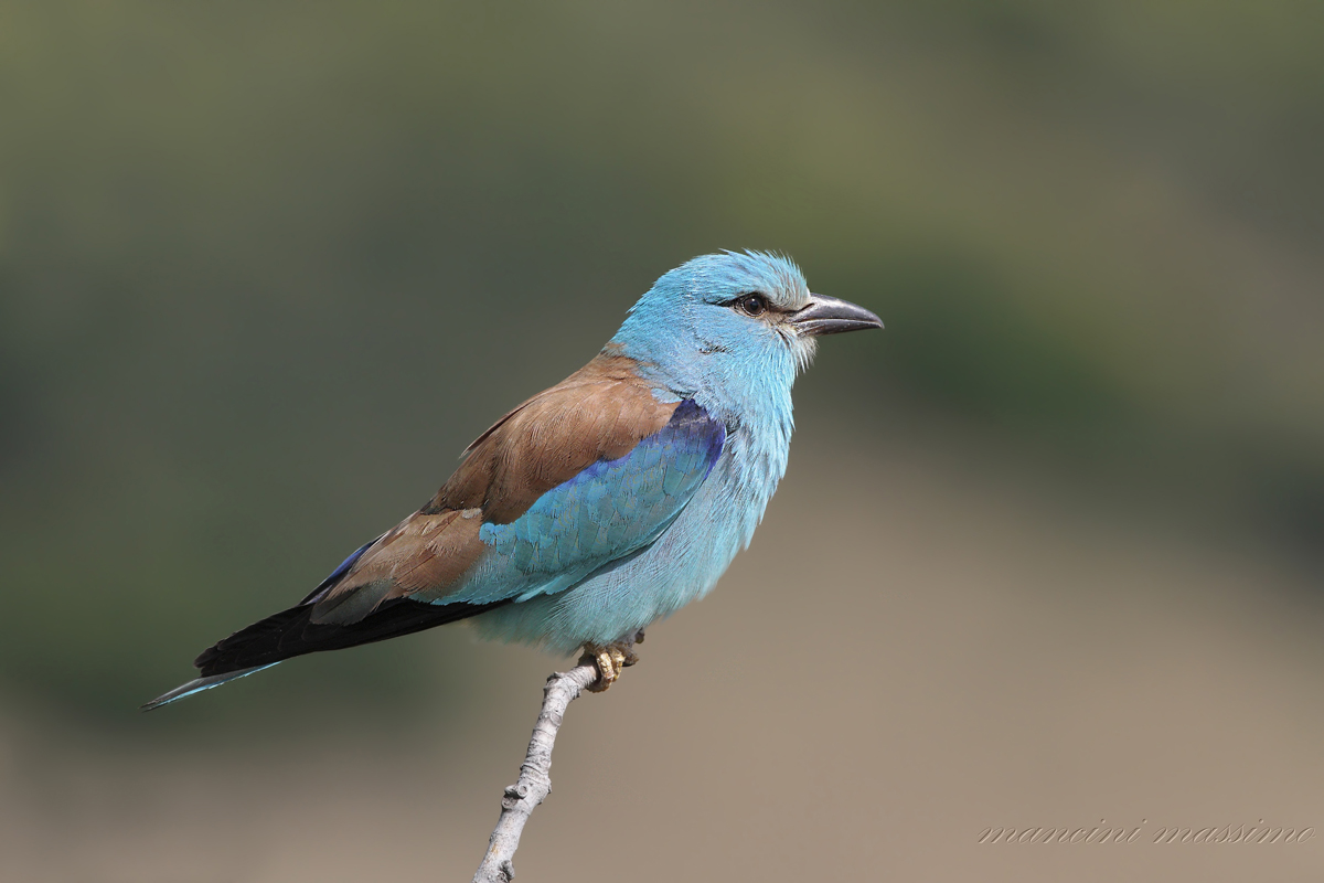 Ghiandaia marina(Coracias garrulus)