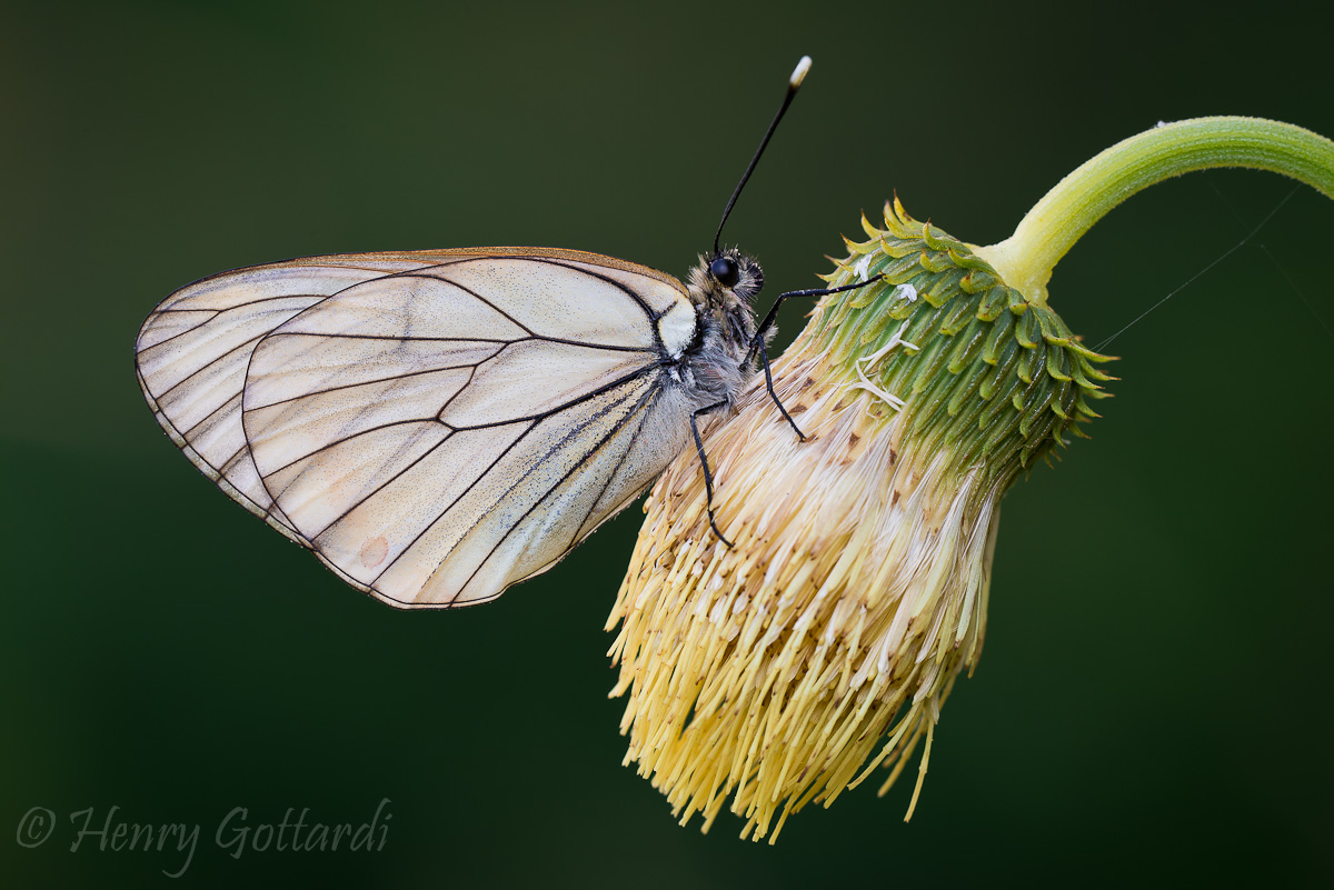 Pieride del Biancospino