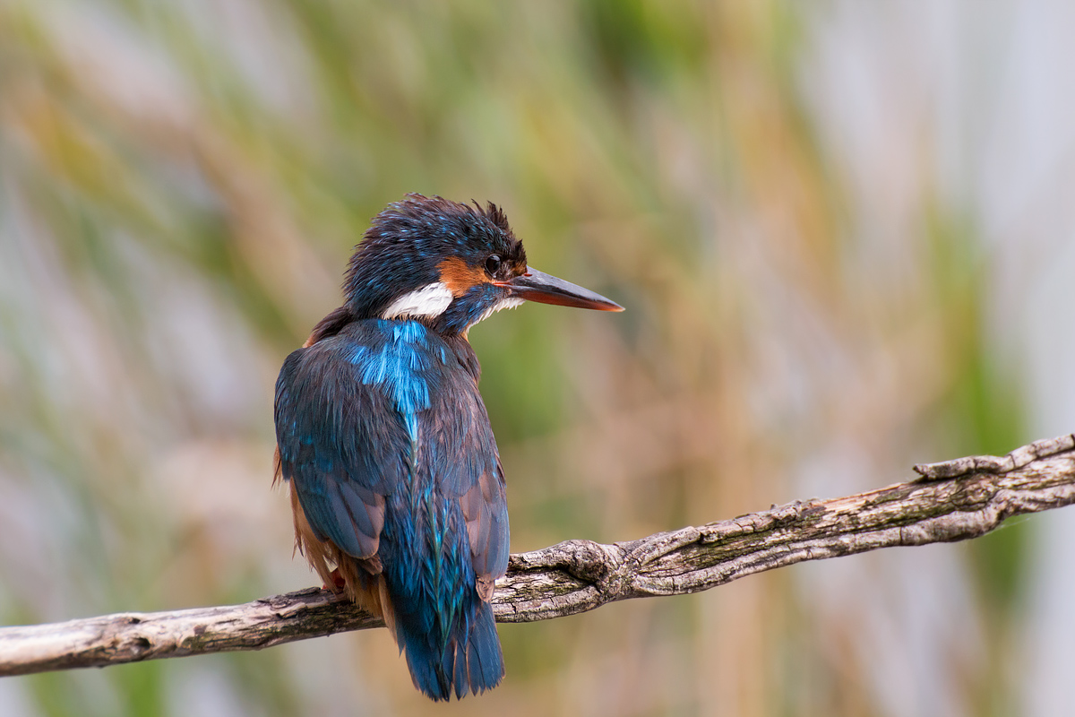 La Martina sbarazzina