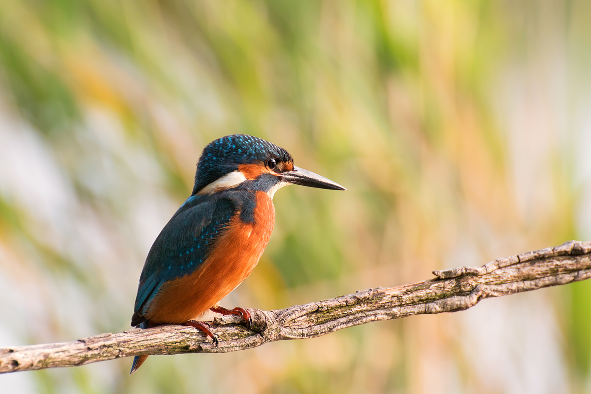 Luce dell'alba sul martino