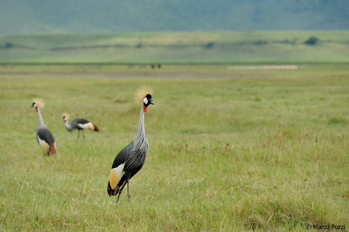 crowned cranes