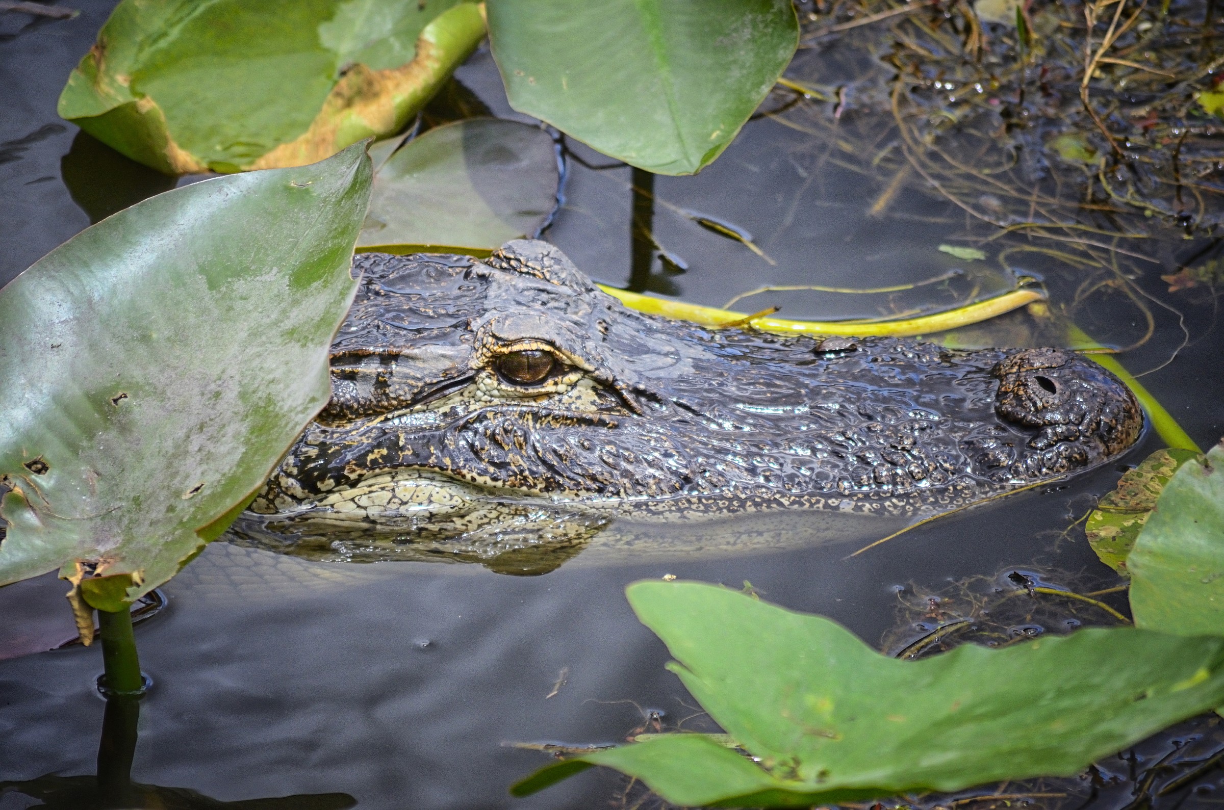 Alligatore delle Everglades