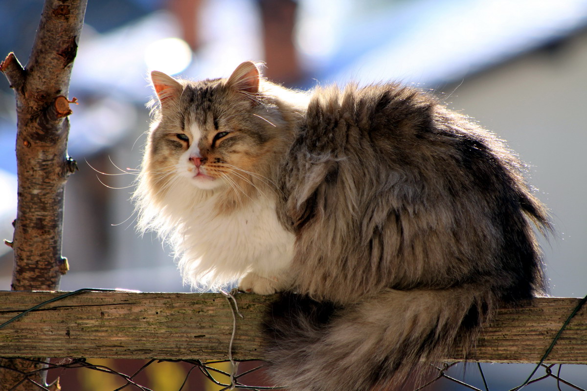 Norwegian cat