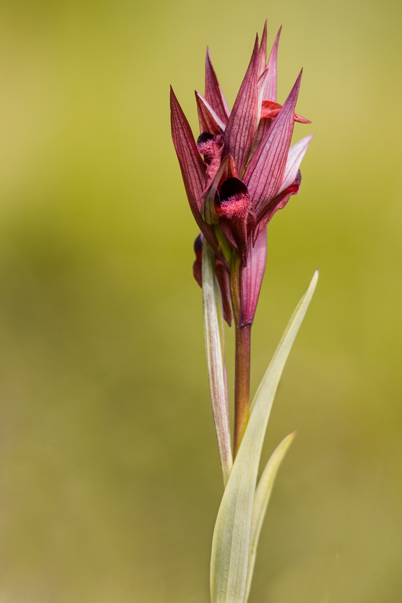 Serapide vomeracea...