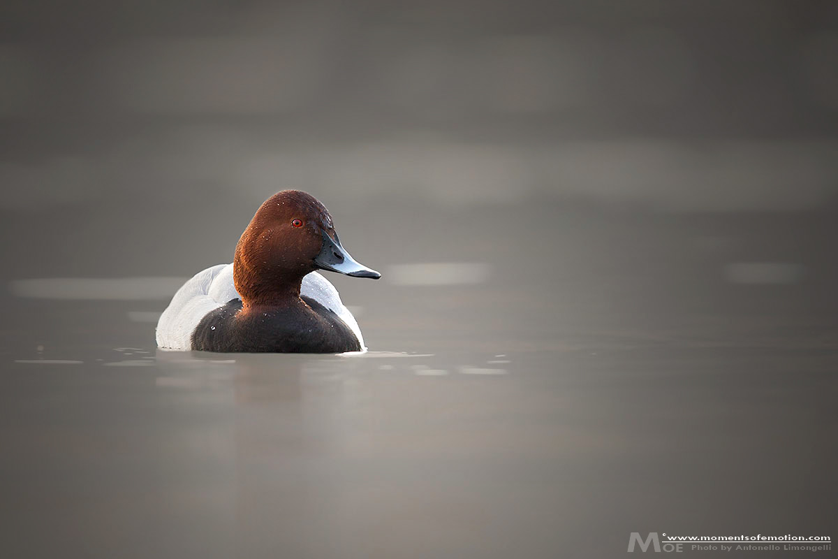 Moriglione maschio (Aythya ferina)