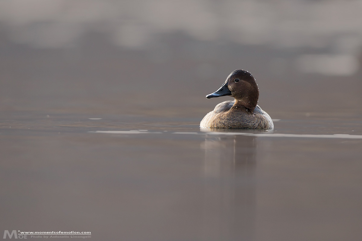la donna del Moriglione