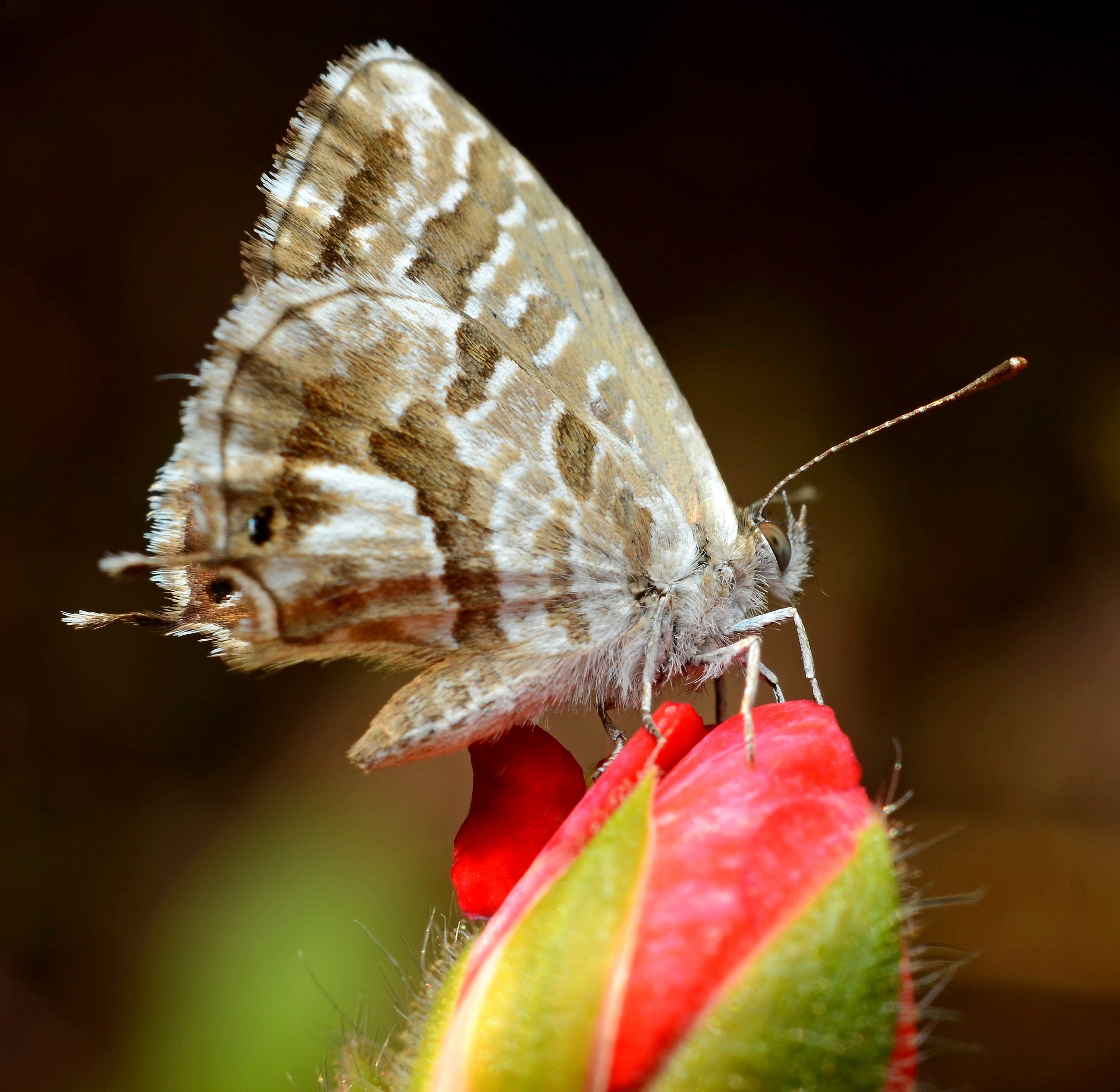 Butterfly on red flower