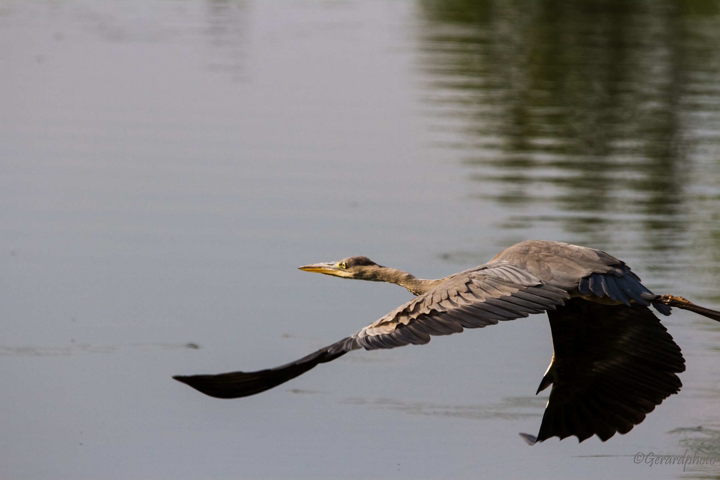 il mio primo uccello in volo!!!