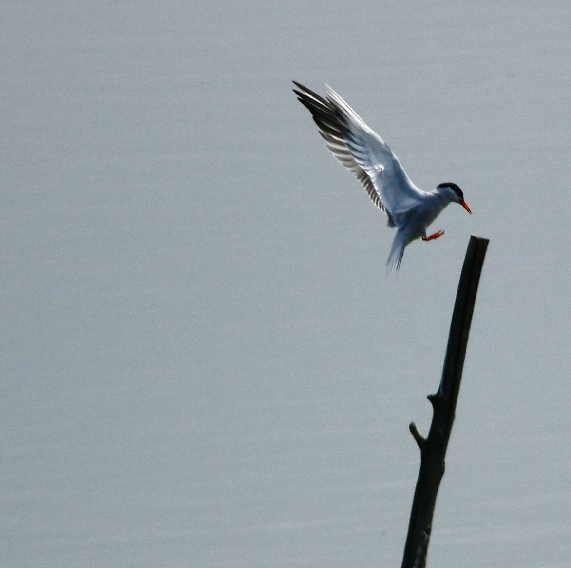 Sterna neris in fase di atterraggio