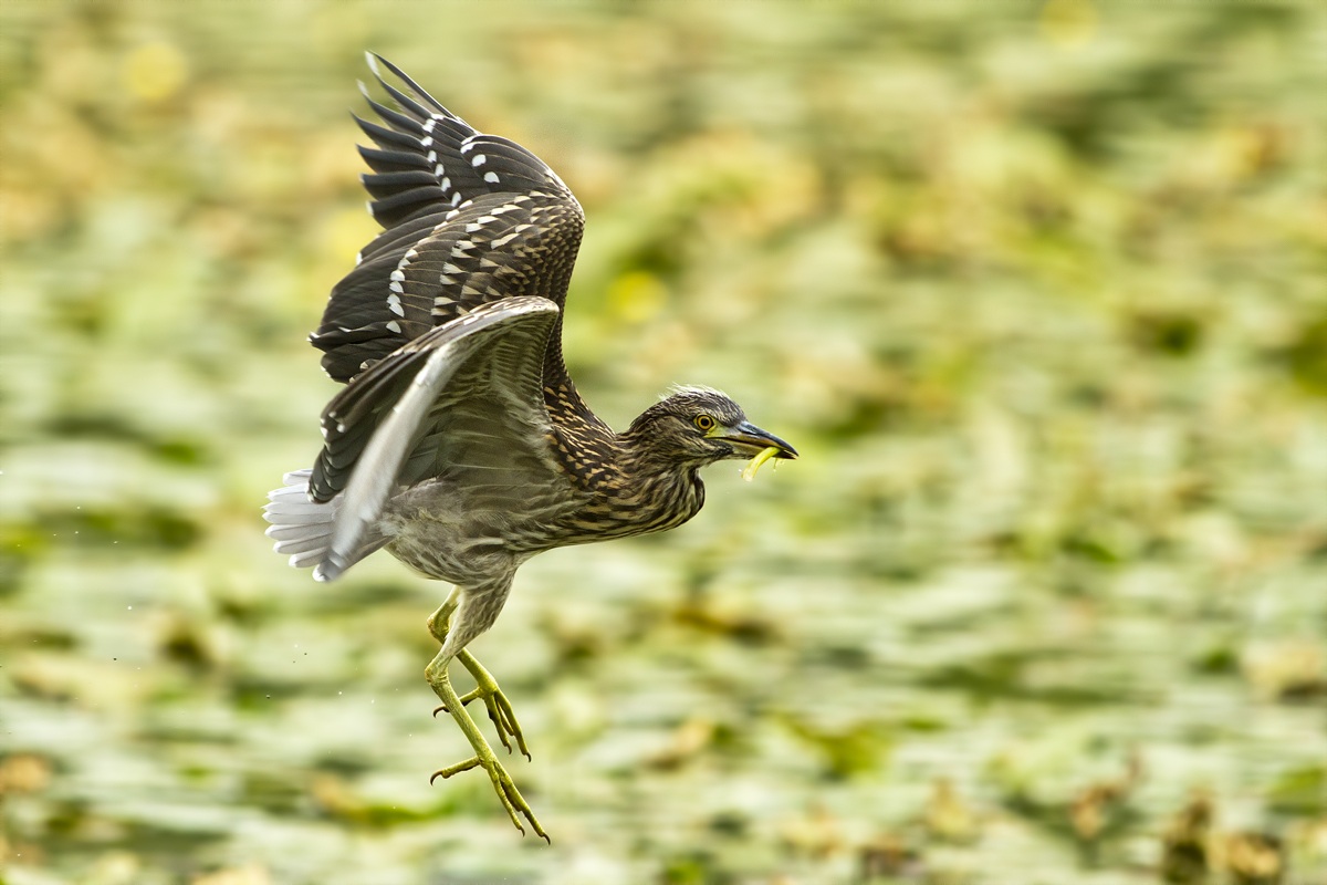 Young Night Heron Vegetarian