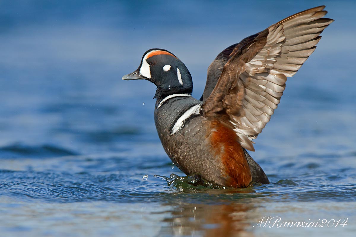 Moretta ar×, maschio adulto in abito nuziale