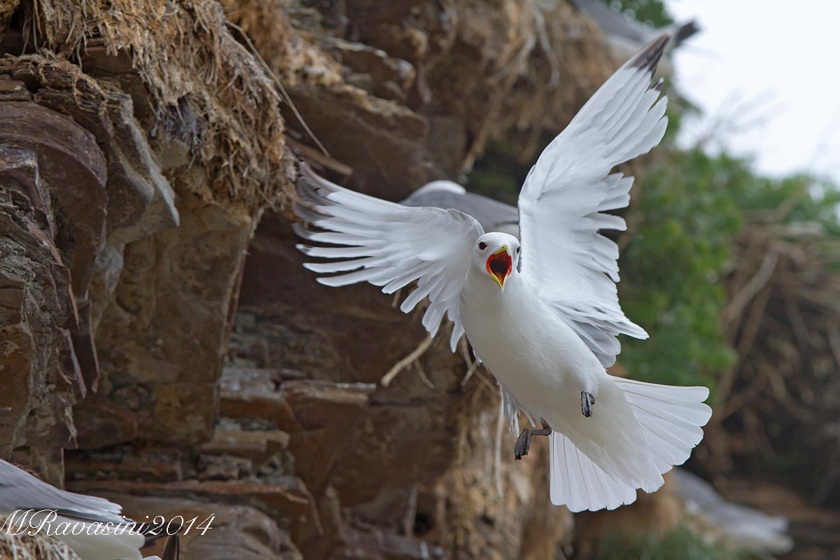 Gabbiano tridattilo in colonia