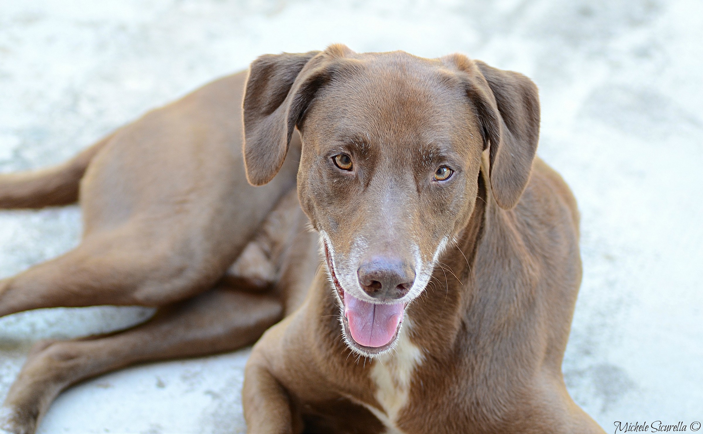 A tu per tu con il cane