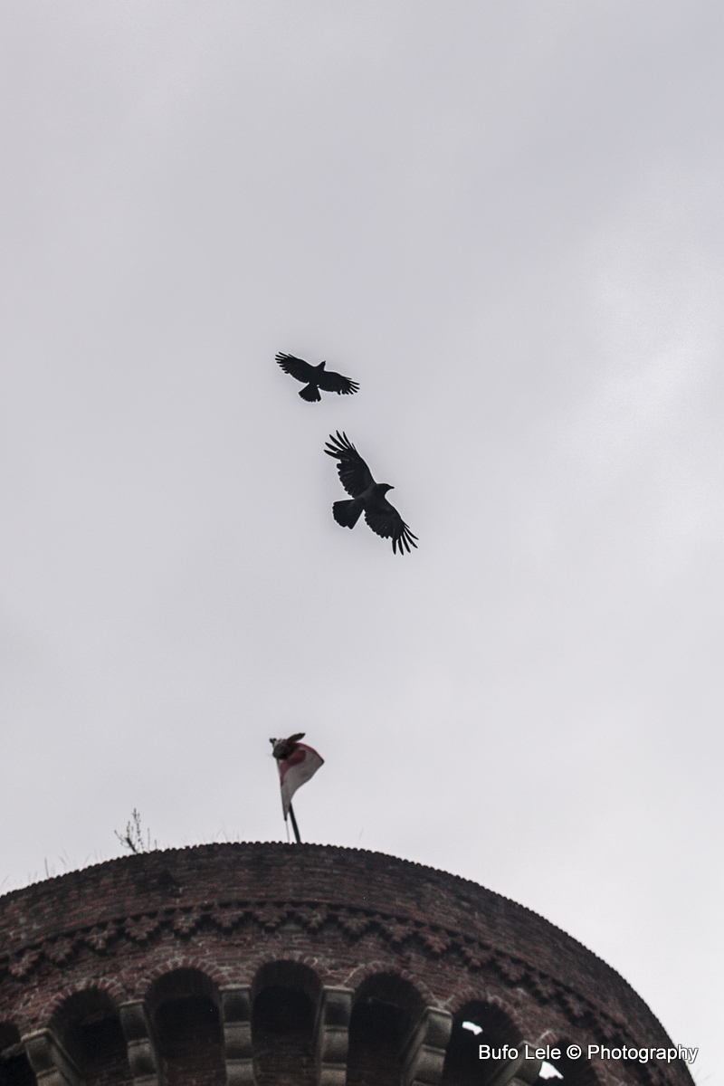 I corvi del castello di Ivrea