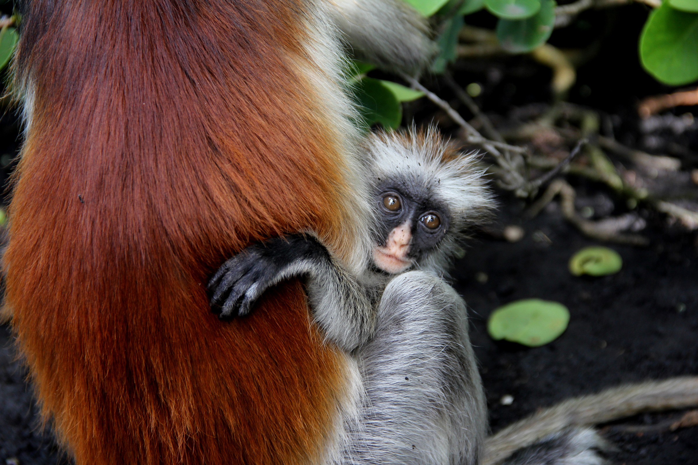 Mamma, salvami dai fotografi