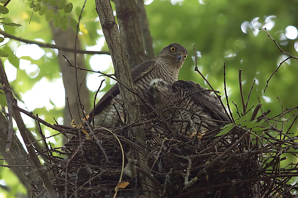 Mom hawk nest